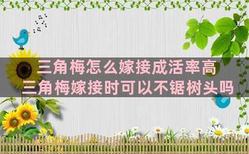 三角梅怎么嫁接成活率高 三角梅嫁接时可以不锯树头吗